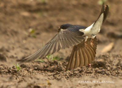 House Martin