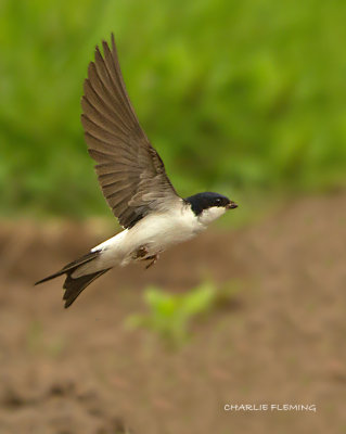 House martin