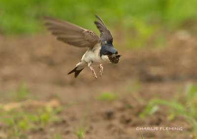 House Martin