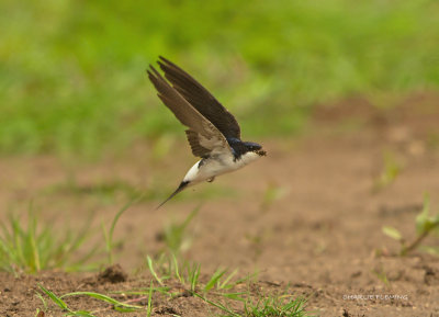 House Martin