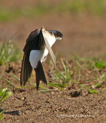 House Martin