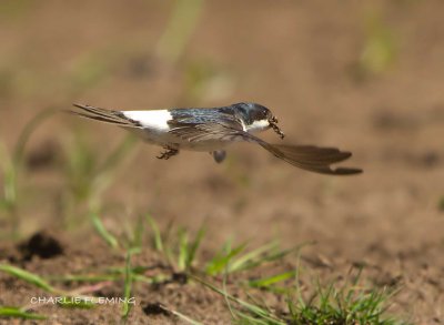 House Martin