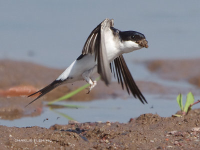 House Martin