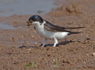 House Martin