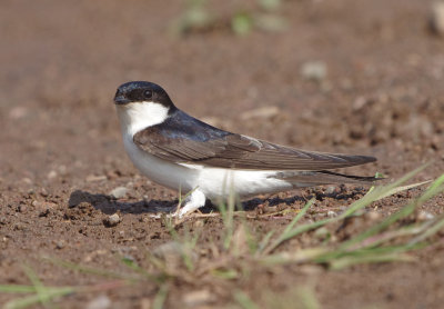 House Martin