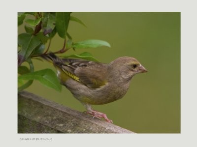 Greenfinch