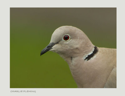 Collared Doves - Streptopelia decaocto