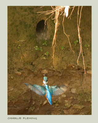 Kingfisher flying to the nest July 9th 2013