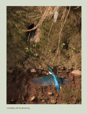 Kingfisher