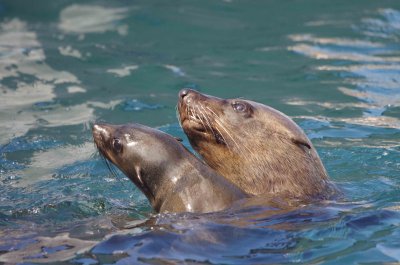 Brown fur seal (Arctocephalus pusillus)