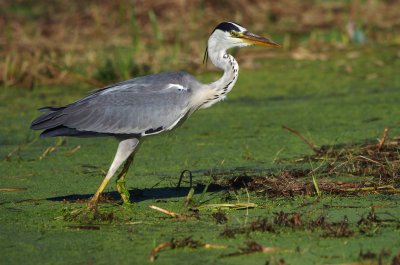 Grey Heron - Ardea cinerea