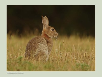 Rabbit