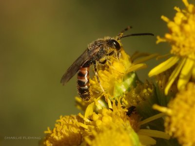 Lasioglossum calceatum