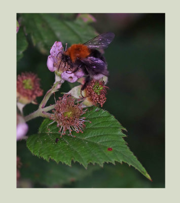 Tree Bumblebee Bombous hypnorum