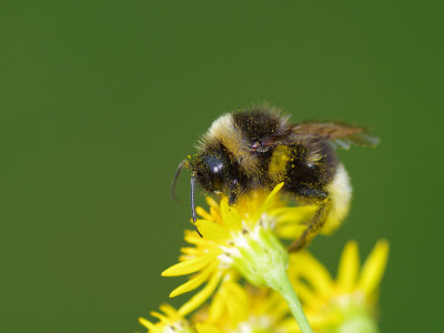  Bombus terrestris 