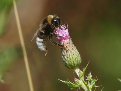 Bombus bohemicus