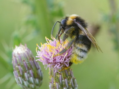 Bombus bohemicus