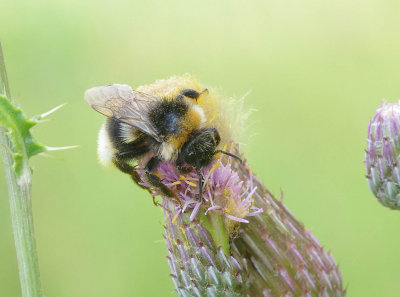 Bombus bohemicus