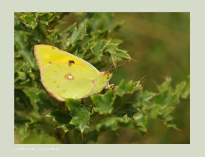 Colias croceus