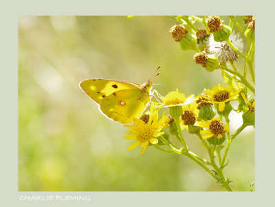 Colias croceus