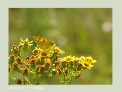 Colias croceus
