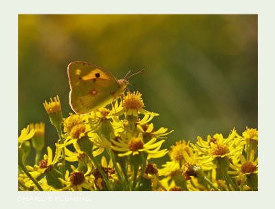 Colias croceus