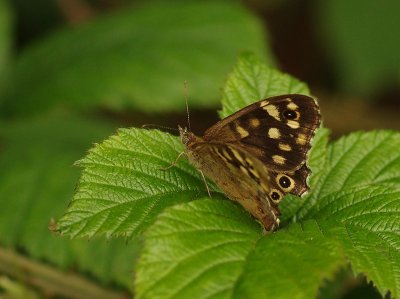 Ringlet - Aphantopus hyperantus