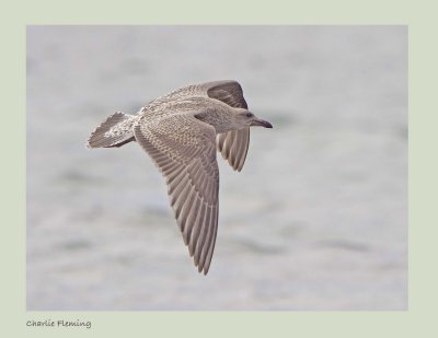 Herring Gull