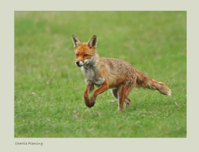 Red fox (Vulpes vulpes)