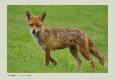 Red fox (Vulpes vulpes)