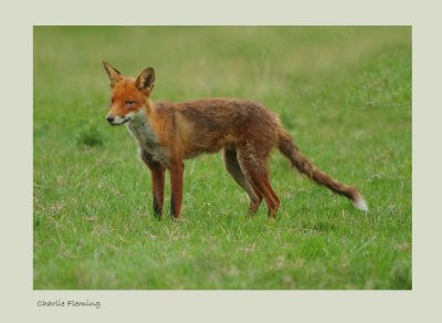 Red fox (Vulpes vulpes)