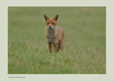 Red fox (Vulpes vulpes)