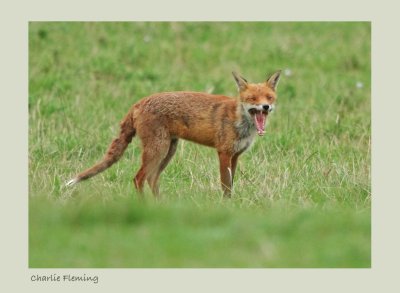 Red fox (Vulpes vulpes)