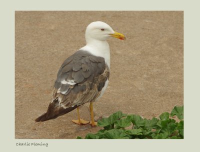 Lesser Black-backed Gull - Larus fuscus