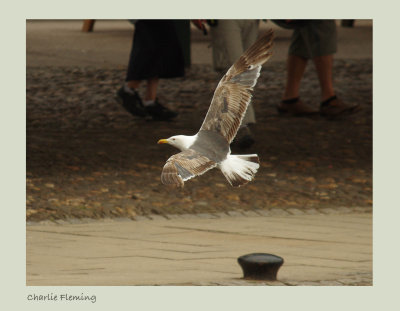 Lesser Black-backed Gull - Larus fuscus