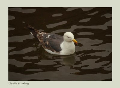 Lesser Black-backed Gull - Larus fuscus