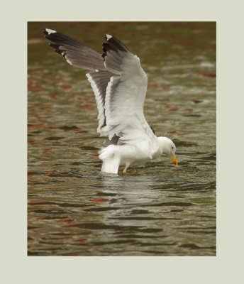 Lesser Black-backed Gull - Larus fuscus