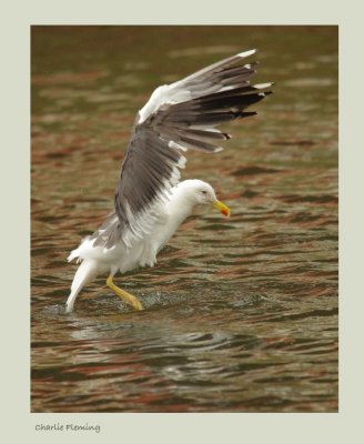 Lesser Black-backed Gull - Larus fuscus