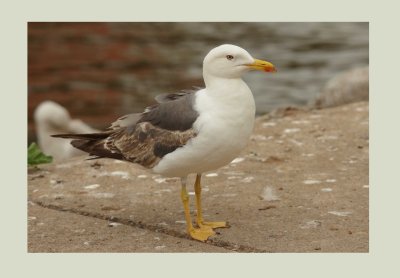Lesser Black-backed Gull - Larus fuscus