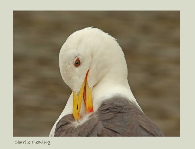 Lesser Black-backed Gull - Larus fuscus