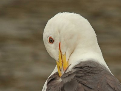 Lesser Black-backed Gull - Larus fuscus
