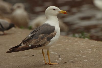 Lesser Black-backed Gull - Larus fuscus