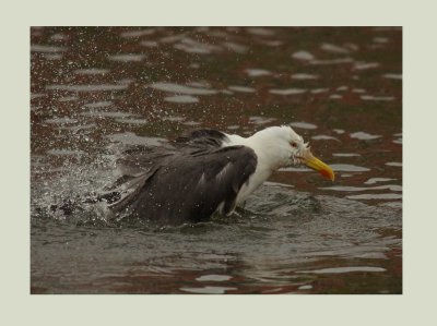 Lesser Black-backed Gull - Larus fuscus