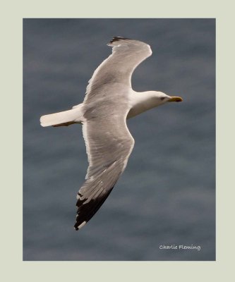 Yellow Legged Gull - Larus michahellis