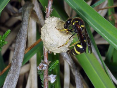 Heath Potter wasp - Eumenes coarctatus