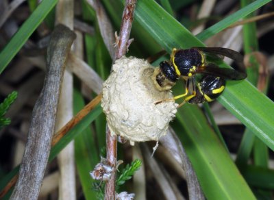 Heath Potter Wasp