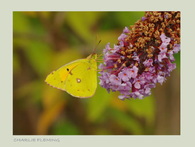 Clouded Yellow - Colias croceus