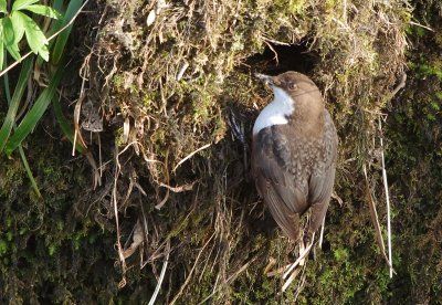 Male Dipper at the nest