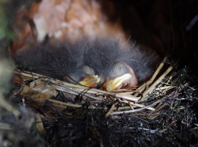 Dipper chicks at 6 days.