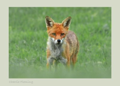 Red fox (Vulpes vulpes)